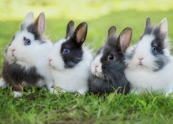 A e dini se sa gjatë mund të jetojnë lepujt?