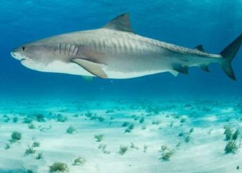 A e dini se peshkaqeni i bardhë mund të qëndrojë për muaj të tërë pa ngrënë?