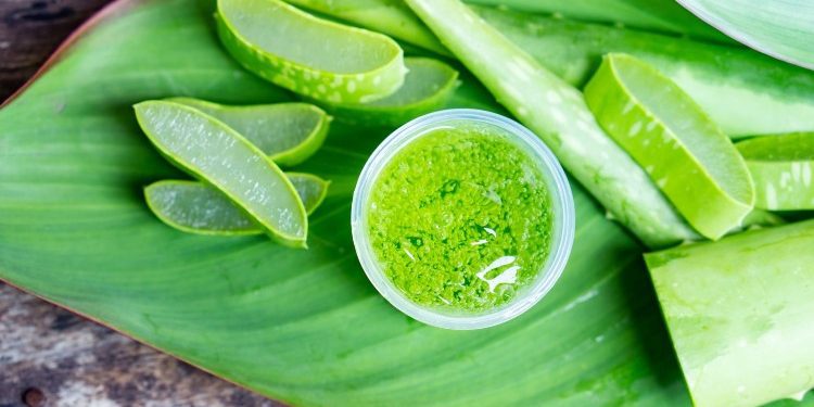Aloe vera, këto janë të mirat që mund t’i fitoni nga kjo bimë