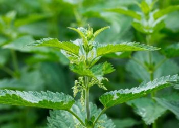 Kjo është bima që parandalon rënien e flokëve