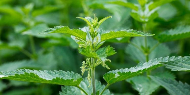 Kjo është bima që parandalon rënien e flokëve