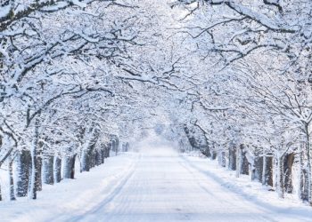 A e dini se Skocia ka më shumë se 400 fjalë për termin “borë”?