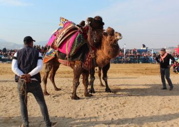 A e dini se në Katar mbahen çdo vit garat me Deve?!