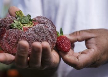 Fermeri izraelit thyen rekordin në librin Guinness me dredhëzën më të madhe në botë!