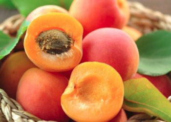 Kajsia, frut i vogël por më veti shëruese brenda saj