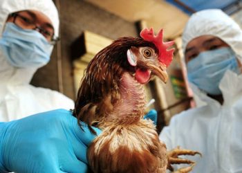 Durrës, shfaqet gripi i pulave