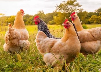 Shqipëri, në 24 orët e fundit asnjë rast i ri i gripit të shpendëve