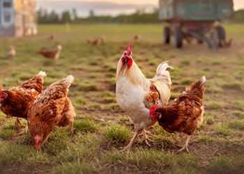 Thaçi: Në Kosovë nuk është paraqitur asnjë rast i gripit të shpezëve