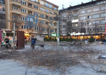 Prerja e pemëve, deklarohen nga Komuna e Prishtinës