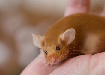 A është ende i domosdoshëm përdorimi i kafshëve në kërkime shkencore për shoqërinë?