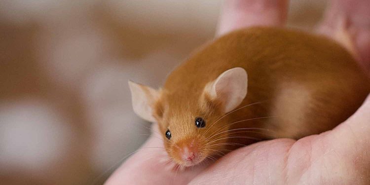 A është ende i domosdoshëm përdorimi i kafshëve në kërkime shkencore për shoqërinë?