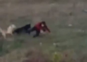 Sulmohet nga qenët endacakë një grua në Prishtinë