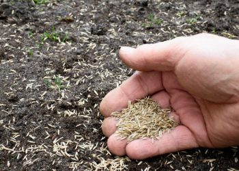 3 sekrete për të mbirë farat e barit në kopshtin tuaj