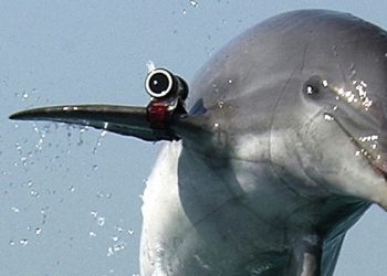 Rusia po vendos delfinë ushtarakë të trajnuar në Detin e Zi për këtë arsye