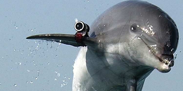 Rusia po vendos delfinë ushtarakë të trajnuar në Detin e Zi për këtë arsye
