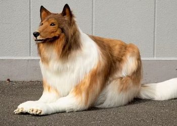 Japonezi heq dorë “nga të qenit njeri” kamuflohet me lëkurën e një qeni