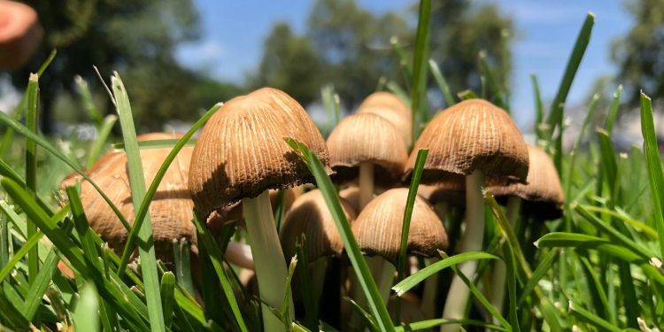 Pse dalin kërpudhat në lëndinë dhe çfarë duhet bërë me to?