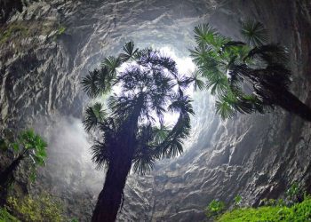 E pabesueshme, brenda një grope gjigante në Kinë zbulohet një pyll antik