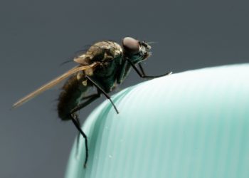 Ja arsyet që nuk duhet të vrisni mizat dhe grerëzat që fluturojnë në shtëpinë tuaj