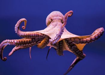 A e dini se oktapodët kanë 3 zemra, cilat janë funksionet e tyre?