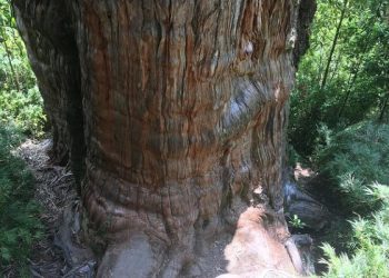 Në jug të Kilit zbulohet pema më e vjetër në botë, ajo është mbi 5.000 vjeçare