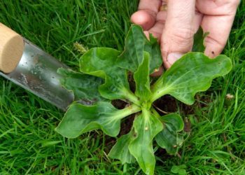 Cilat janë dëmet e barërave të këqija?