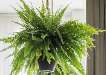 Bimët dërgojnë “sinjale” kur nuk kujdeseni për to, ja cilat janë!