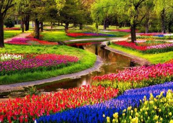 Cilat janë farërat e reja që mund t’i mbillni në kopshtin tuaj?