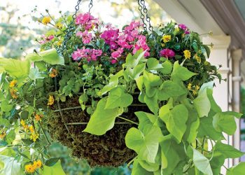 Bimët më të mira për ti vendosur në shporta të varura