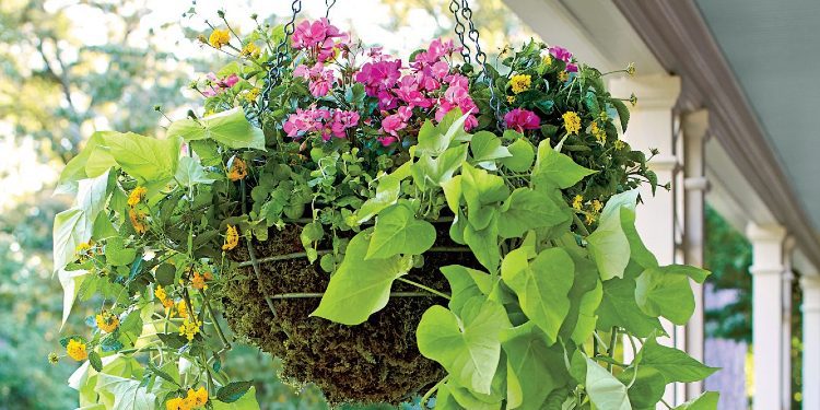 Bimët më të mira për ti vendosur në shporta të varura