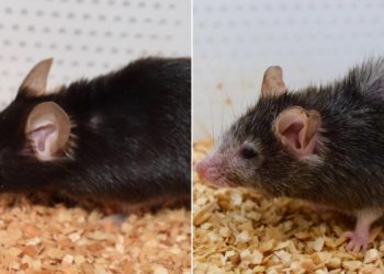 Shkencëtarët mund ta ndryshojnë plakjen te njerëzit, po e provojnë te minjtë