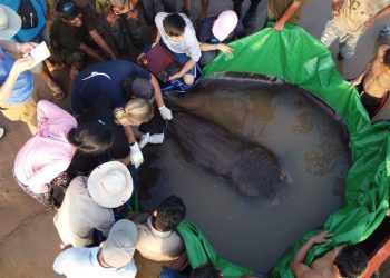 Peshku më i madh në botë i ujërave të ëmbla është gjetur në Azi, flasin shkencëtarët