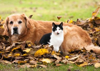 New York: Miratohet projektligji ku ndalon shitjen e këtyre kafshëve shtëpiake në dyqane!