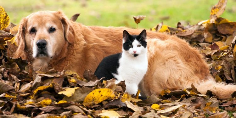 New York: Miratohet projektligji ku ndalon shitjen e këtyre kafshëve shtëpiake në dyqane!