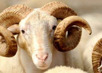 Bashkësia Islame e Kosovës: Për festën e Bajramit janë tubuar mbi 12 mijë kurban