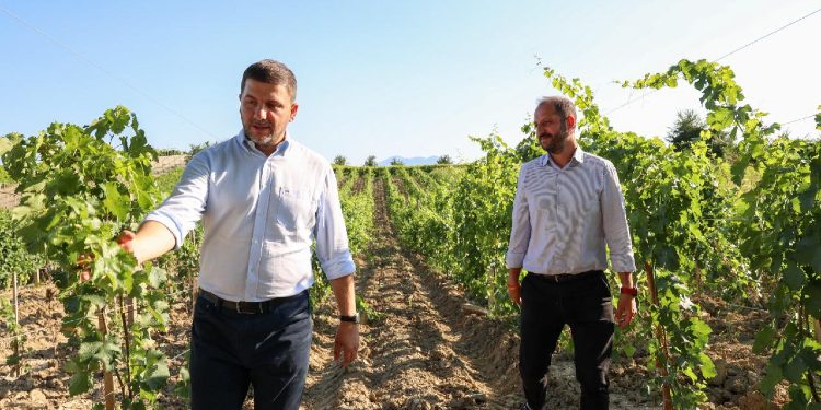 Krasniqi nga Rahoveci: Fermerët të vetëm i’a dolën të kultivojnë rrush me cilësi të lartë