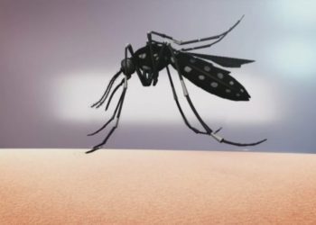 Këto janë 8 sëmundjet që transmetohen nga mushkonjat!