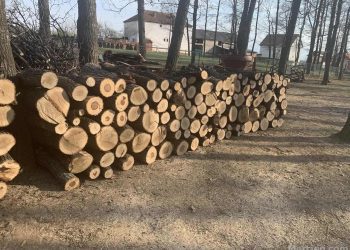 Ani pse stina e verës, çmimi i druve rritet