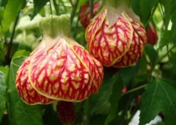 Cilat janë lulet më të veçanta në botë?