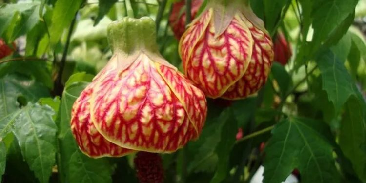 Cilat janë lulet më të veçanta në botë?