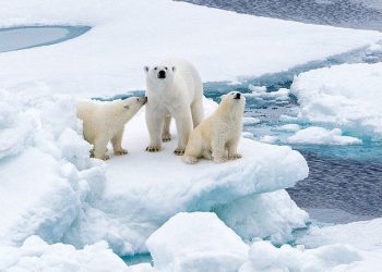 Një ari polar sulmon turisten franceze në ishujt e largët të Arktikut Svalbard të Norvegjisë