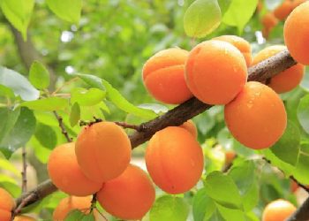 Këto janë arsyet se pse duhet të konsumoni më shumë kajsia