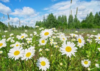 A e keni ditur se kamomili është një ilaç natyral edhe për kujdesin ndaj flokëve?!