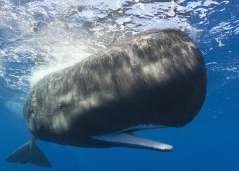 5 persona humbin jetën në Zelandë, dyshohet se një balenë shkaktoi përmbysjen e varkës së tyre