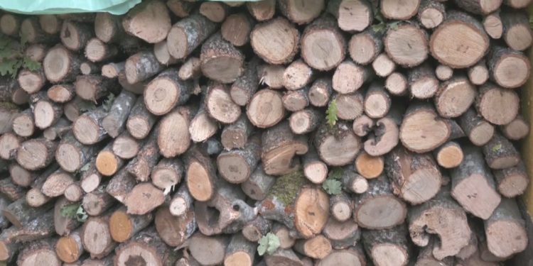 Çmimet e larta të gazit, naftës dhe rrymës, gjermanët u kthehen druve!