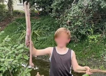 Jemi mësuar t’i shohim të vegjël, por ja si duket një krimb afër një metër i gjatë