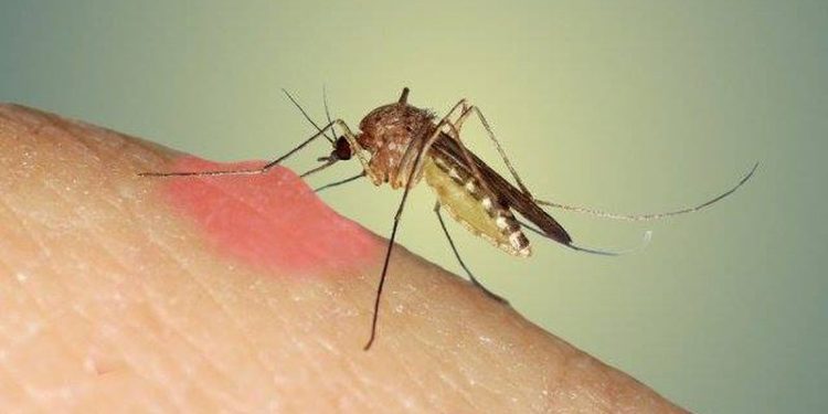 “Të bezdisshme” por ky është vendi në botë që nuk ka mushkonja