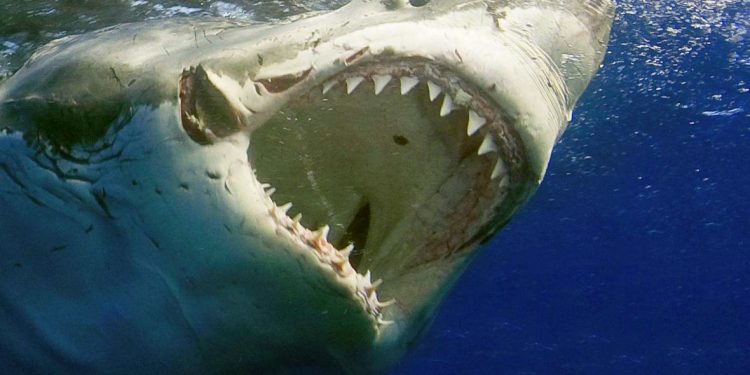 58 vjeçarja amerikane vdes pasi u sulmua nga peshkaqeni në ishujt Bahamas