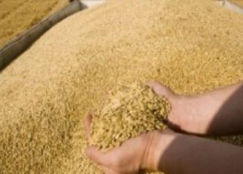 Tërheqja e Rusisë nga marrëveshja e grurit, rrit shqetësimet për “krizë urie” globale