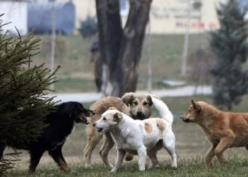 Nis regjistrimi i qenve dhe vendosja e mikroçipave në 8 komuna të Kosovës